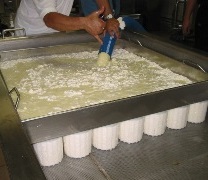 Stampiera per formatura caciotte